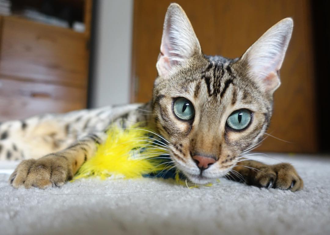 从格子军团险胜到亚洲之光闪耀，足球世界的唯一性叙事