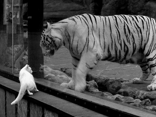 舞台越大，光芒越盛，厄德高的英超争冠之夜